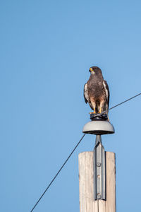 Low angle view of bird perching on wooden post against clear sky