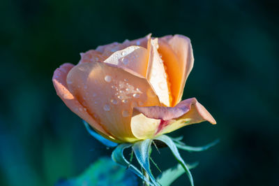 Close-up of raindrops on rose