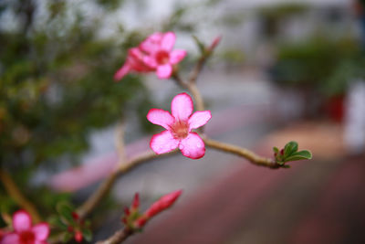 Close-up of pink flowers blooming outdoors