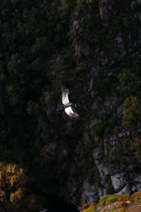 Low angle view of bird flying over rock