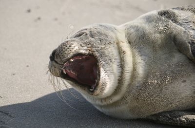 Close-up of animal lying on sand