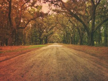 Road amidst trees in forest