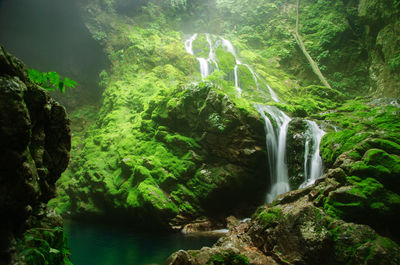 Scenic view of waterfall in forest