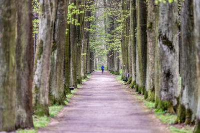 Rear view of woman running on footpath amidst trees in forest