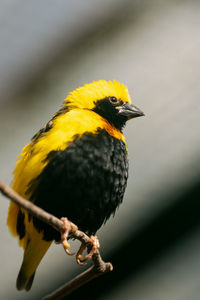 Close-up of bird perching