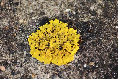 High angle view of yellow leaf on ground