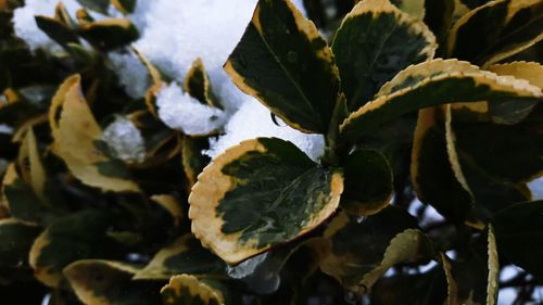 Close-up of snow covered leaves