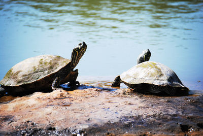 Close-up of tortoise on lake