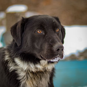 Close-up portrait of dog