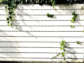 Low angle view of ivy on tree