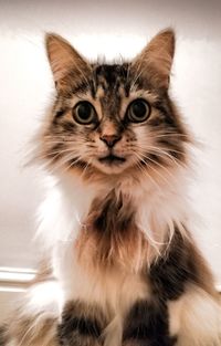 Close-up portrait of cat