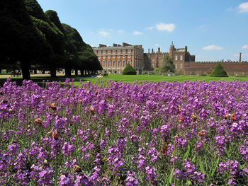 Purple flowerbed at hampton court palace against sky