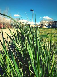 Close-up of fresh grass in field against sky