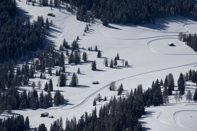 High angle view of pine trees on snow covered mountain