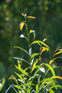 Close-up of flowering plant on field