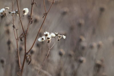 Close-up of wilted plant