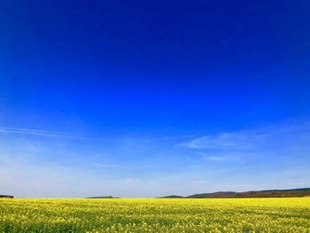 Scenic view of field against clear blue sky