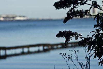 Close-up of tree against sea