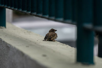 Bird on ground