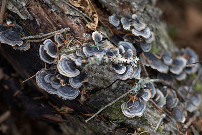 Close-up of mushrooms growing on tree trunk