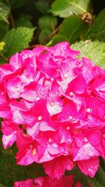 Close-up of pink bougainvillea blooming outdoors