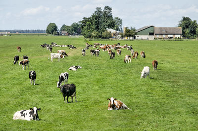 Cows grazing in a green field in the netherlands