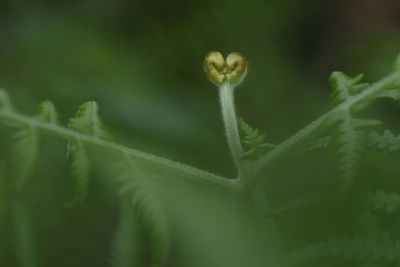 Close-up of plant