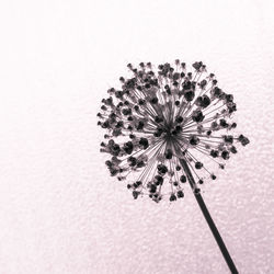 Close-up of flowering plant against white background