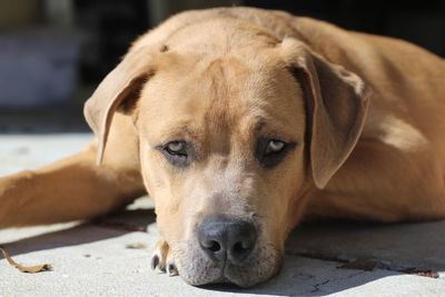 Close-up portrait of a dog