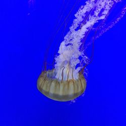 Close-up of jellyfish against blue background