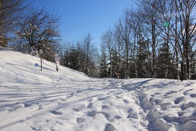 Bare trees against clear sky during winter