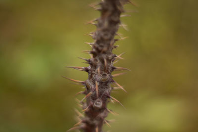 Close-up of spiked plant