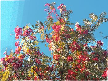 Low angle view of flowering plant against sky