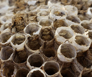 Full frame shot of insects in nest