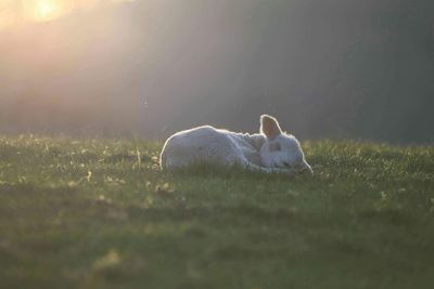 Close-up of lamb sleeping on grass