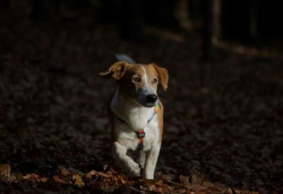 Portrait of dog