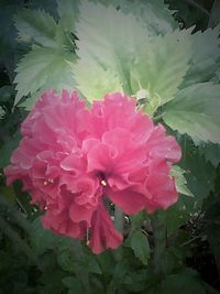 Close-up of pink flowers