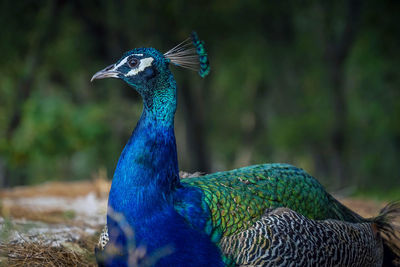 Close-up of peacock