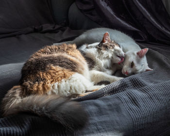 Home life of animals. two cats lying on a sofa in the room, a fluffy cat 