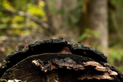 Close-up of mushroom on tree stump