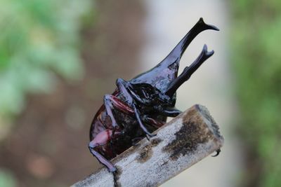 Close-up of insect