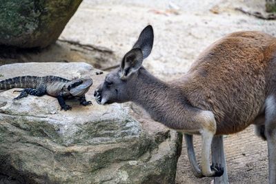 Close-up of joey by reptile on rock