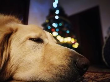 Close-up of dog at home