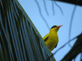 Low angle view of bird perching against blue sky