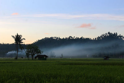 Scenic view of agricultural field against sky