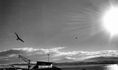 Bird flying over mountain range
