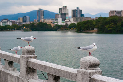Seagull perching on railing by sea