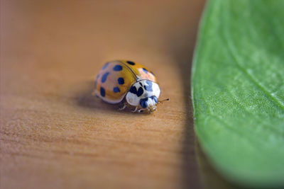 Close-up of ladybug on table