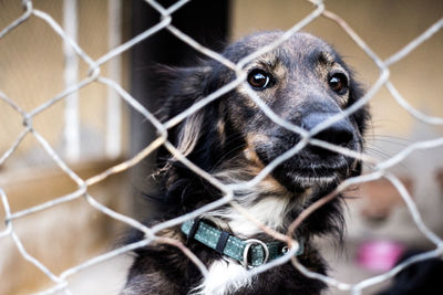 Close-up of dog looking through chainlink fence