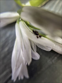 Close-up of insect on flower